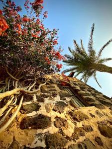 a tree on top of a building with a palm tree at Erbania Heritage, naturally in Puerto del Rosario