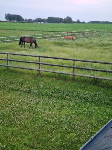 un pâturage à cheval dans un champ à côté d'une clôture dans l'établissement Gîte La Frévalette, à Thiétreville