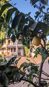 uma árvore com folhas verdes em frente a um edifício em Il Ghiandolino em Imola