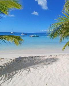 a palm tree on a beach with boats in the water at Villa La Kanopé in Saint-Louis +6 photos
