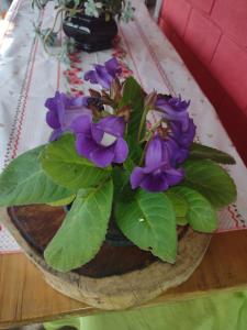 una maceta con flores púrpuras en una mesa en Chácara pão de açúcar, en Bueno Brandão