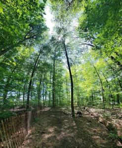 a dog walking down a path in a forest at Entire Basement - 5 Guests 2 Bedrooms 3 Beds in Toronto