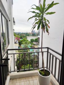 un palmier dans un pot sur un balcon avec vue dans l'établissement Davidduc's Duplex Apartment Xom Chua (5F), à Hanoï