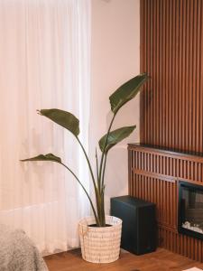 a potted plant in a room next to a television at La Plage - A Cosy Cottage in Phillip Island in Cowes