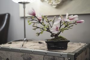 a potted plant sitting on top of a table at Hostal Emeritae in Mérida