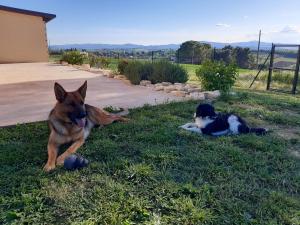 Tiere in der Ferienwohnung oder in der Nähe