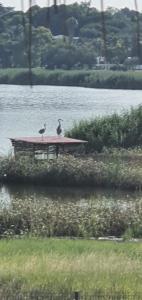 two birds sitting on a table in the water at Blue Oasis in Benoni