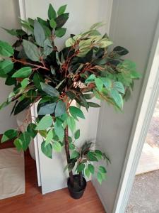 a plant in a black pot sitting on a floor at The City Dweller Kingaroy in Kingaroy