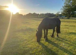 a horse grazing in a field with the sun behind it at The Paddocks in Moulton Chapel