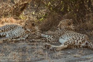 two cheetahs laying on the ground in the grass at Last Word Madikwe in Madikwe Game Reserve