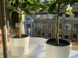 dos plantas en jarrones blancos en un alféizar de la ventana en Un hogar en el centro - La Casa de Ion Parking gratuito, en Zaragoza