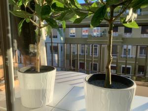 two plants in white vases on a window sill at Un hogar en el centro - La Casa de Ion Parking gratuito in Zaragoza