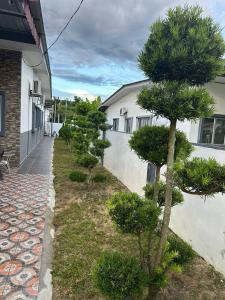 a pine tree in front of a building at Homestay Triang in Kampong Kerayong