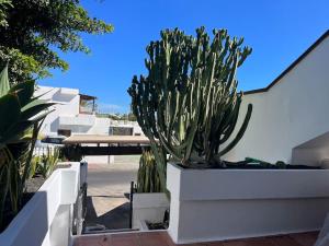 a cactus in a planter next to a white wall at Paradise PLAYA CHICA con terraza a 100m del Mar in Puerto del Carmen