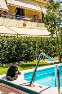 a teddy bear sitting on a table next to a swimming pool at Kalypso Studios & Apartments in Karavomylos