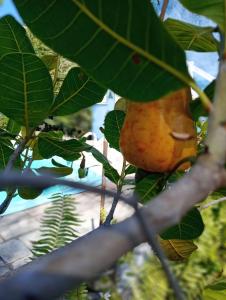 um pedaço de fruta pendurado numa árvore em Chalés Caiçara Serrambi em Porto de Galinhas