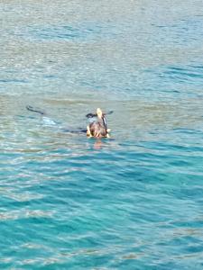 a duck swimming in a body of water at Kumpul Beach in Amed