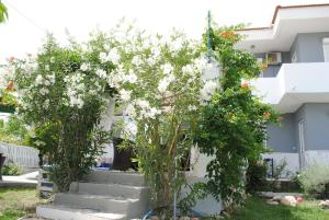 two trees with white flowers in front of a house at Karmik Concept Apartments in Afantou
