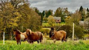 Altri animali domestici presso la casa vacanze o nei dintorni