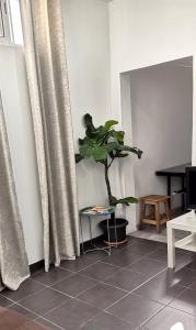 a plant sitting on a tiled floor in a room with curtains at Tiny House Funchal in Funchal