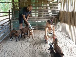 a man and a woman petting goats in a pen at YaoIsland Resort and Farm in Ko Yao Yai