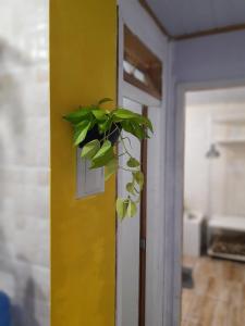a plant on a wall next to a door at TownhouseFloripa II Praia do Moçambique-RioVermelho in Florianópolis