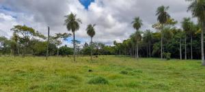 a field of grass with palm trees in the background at Habitación Familiar. El Arroyo in Paraguarí