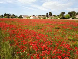 een veld vol rode bloemen in een veld bij Chambre Cosy in Nîmes