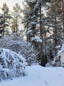 Nordic lodge في روفانييمي: شجيرة مغطاة بالثلج أمام بعض الأشجار