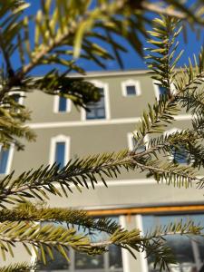 a tree branch with a building in the background at Vila Isi in Korçë