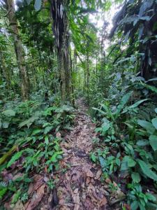 un camino de tierra en una jungla con árboles en Cabaña Leucopternis - in the middle of Amazon forest, en Orito