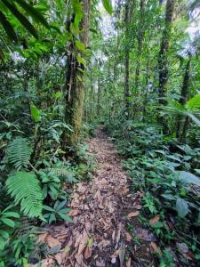 Ein Pfad mitten im Dschungel in der Unterkunft Cabaña Leucopternis - in the middle of Amazon forest in Orito
