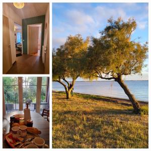 Eine Collage von drei Bildern eines Baumes und des Ozeans in der Unterkunft Sur le bassin d'Arcachon in Lanton