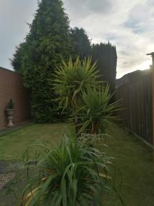 a garden with some plants in a yard at High guests comfort and satisfaction in 2 double bedrooms with private bathroom in Kerkrade