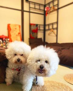 two white dogs are sitting on a table at ＊THE CABIN 鎌倉＊鎌倉エリア/寛ぎのレトロなお部屋/ワンちゃんOK in Kamakura