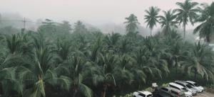 two cars parked next to palm trees in the rain at The Coconut Hotel in Lampang