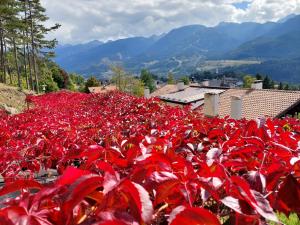 a field of red plants with mountains in the background at Bed & breakfast Villa Maria in Cavalese