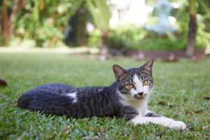 a gray and white cat laying in the grass at Wave-F in Ko Kood +98 photos