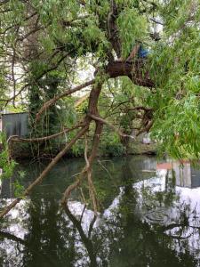 a tree in the middle of a body of water at Broadwalk8 in Coltishall