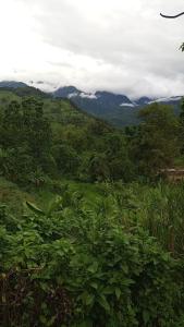 a lush green field with mountains in the background at Lafrique guesthouse in Fort Portal