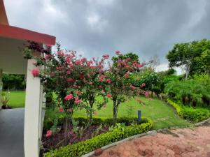 a garden with pink flowers and bushes at Voyager's Nest in Phanda