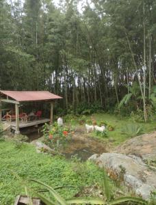 Aed väljaspool majutusasutust Finca exclusividad familiar o grupo de amigos capacidad hasta 12 personas calles en placa huella, caminata ecológica