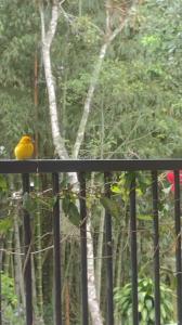 un uccello giallo seduto sopra una recinzione di Finca exclusividad familiar o grupo de amigos capacidad hasta 12 personas calles en placa huella, caminata ecológica a Albán