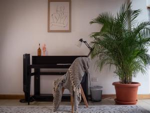 Fotografie z fotogalerie ubytování Lolas Hostal Apartamento Equipado v San José