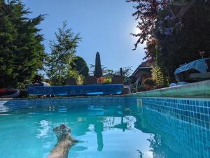 a dog is swimming in a swimming pool at Little Barham B&B in Wethersfield