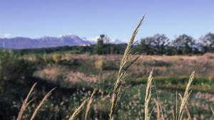 un campo de hierba alta con montañas en el fondo en Tenute Donna Franca, en Elice