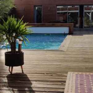 eine Topfpflanze neben einem Pool in der Unterkunft Maison avec piscine au calme à 2 pas de Bordeaux in Mérignac