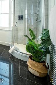 a bathroom with a shower and a potted plant at Stylish & Cosy 3bdr In Fulham with roof terrace in London