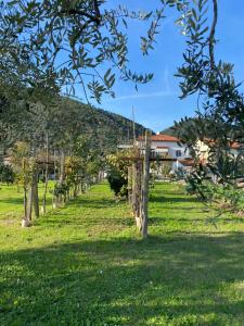 a row of trees in a field of grass at La tenuta di Eva in Pisa