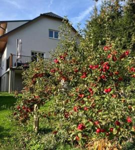 a tree full of red apples in front of a house at U nás Čicmany in Čičmany